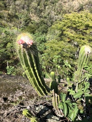 Coleocephalocereus fluminensis