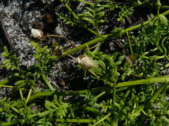 Diascia elongata