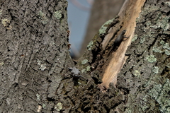 Sceloporus grammicus