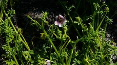 Diascia elongata