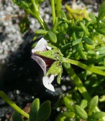 Diascia elongata