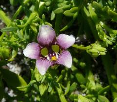 Diascia elongata
