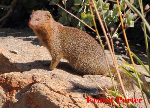 Common Slender Mongoose