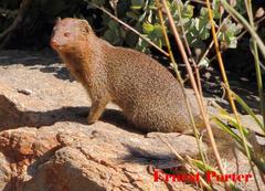 Slender Mongoose photo 4