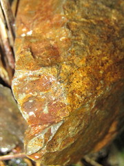 Potamopyrgus oppidanus