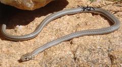 Psammophis notostictus