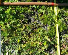 Isolepis antarctica
