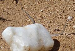 Psammophis notostictus