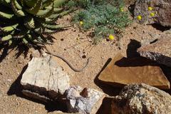 Psammophis notostictus