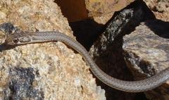 Psammophis notostictus