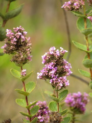 Lippia lacunosa