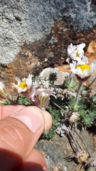 Erigeron salishii