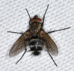 Microphthalma disjuncta