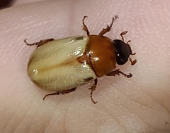 Cyclocephala melanocephala