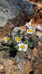Erigeron salishii