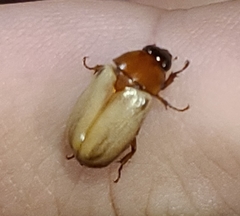 Cyclocephala melanocephala