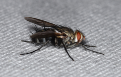 Microphthalma disjuncta