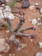 Anthacanthae