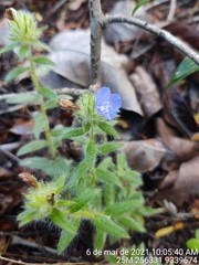 Evolvulus glomeratus glomeratus