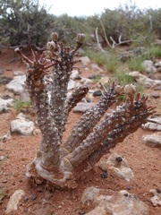 Anthacanthae