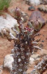 Anthacanthae