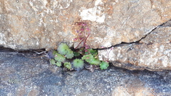 Romanzoffia sitchensis