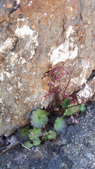 Romanzoffia sitchensis