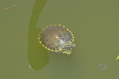Trachemys venusta venusta