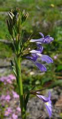 Lobelia comosa comosa