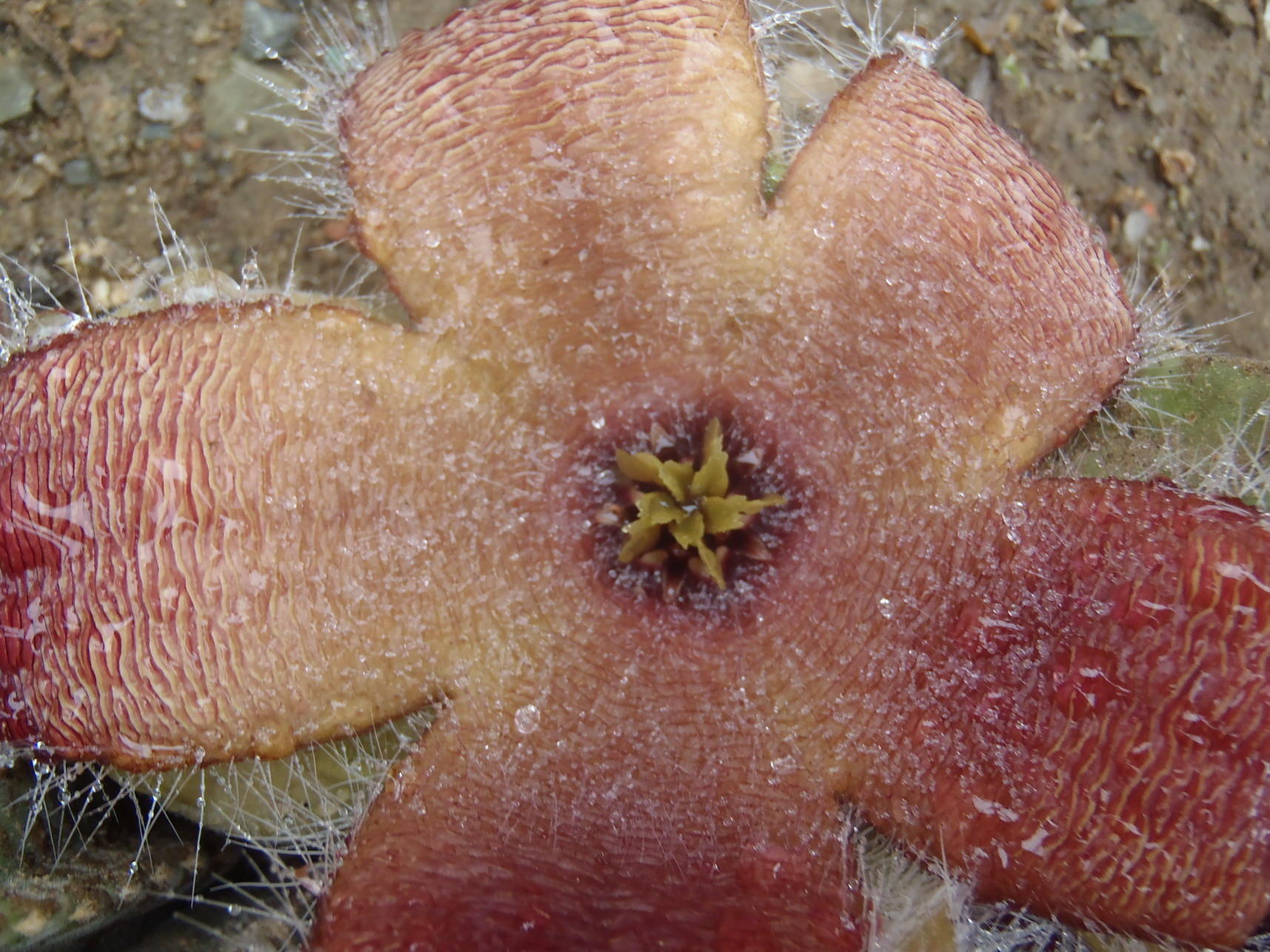 Stapelia speciosa (L.C.Leach) P.V.Heath 3