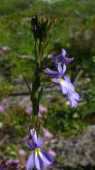 Lobelia comosa comosa