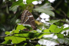 Morpho helenor achillides