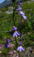 Lobelia comosa comosa
