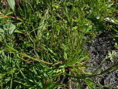 Lobelia comosa comosa