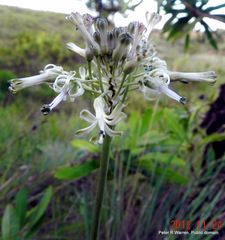 Drimia sphaerocephala