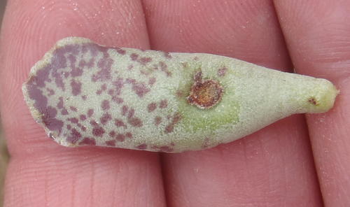 Adromischus cooperi