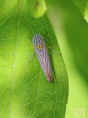 Graphocephala aurora