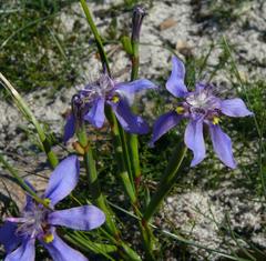 Moraea lugubris
