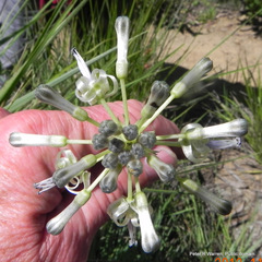 Drimia sphaerocephala