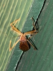 Rocconota annulicornis