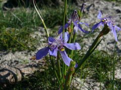 Moraea lugubris