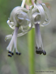 Drimia sphaerocephala