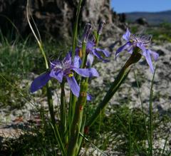 Moraea lugubris