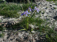 Moraea lugubris