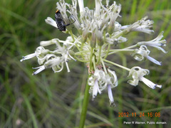 Drimia sphaerocephala