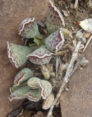 Adromischus cooperi