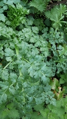 Petroselinum crispum