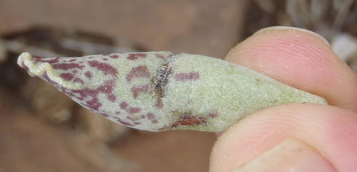Adromischus cooperi