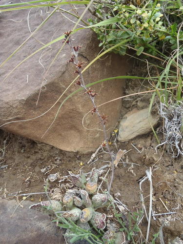 Adromischus cooperi