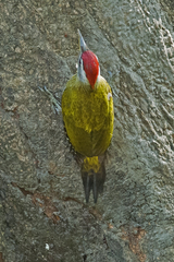 Picus xanthopygaeus